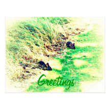 Rabbit Greeting Postcard