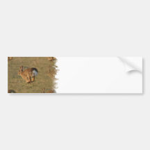 Rabbit Hopping Bumper Sticker