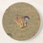 Rabbit Hopping Coaster
