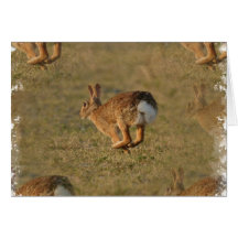 Rabbit Hopping Greeting Card