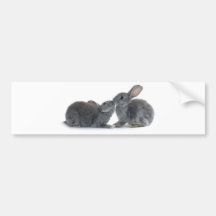 Rabbit Kiss Bumper Stickers