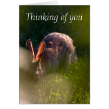 Rabbit Pet Sympathy Card