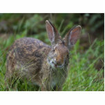 Rabbit Photo Cut Outs