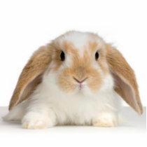 rabbit photo sculptures