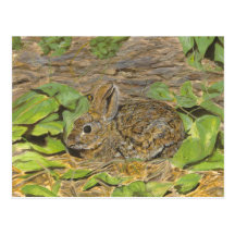 Rabbit post card
