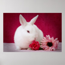 Rabbit poster