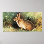 Rabbit Print