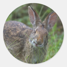 Rabbit Round Stickers