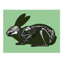 rabbit skeleton postcard