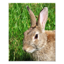 RABBITS PHOTO ART