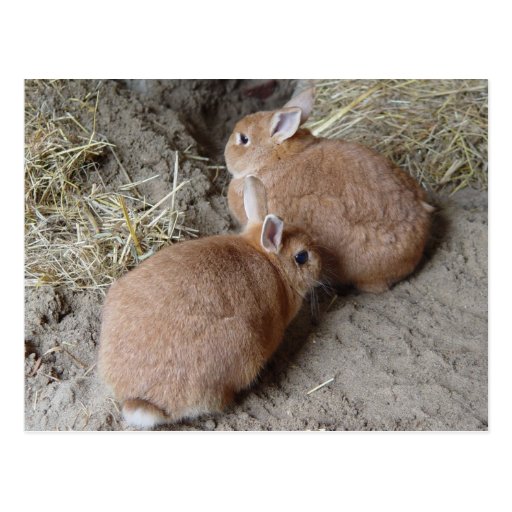 Rabbits Postcard