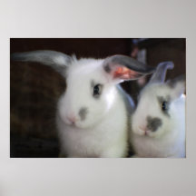 Rabbits Posters