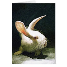 rabbitt cards