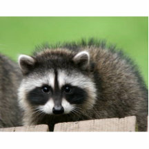 raccoon6 cut out
