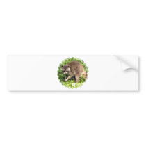 raccoon-7 bumper sticker