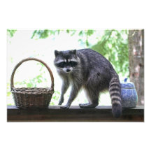 Raccoon and Cookie Jar Art Photo