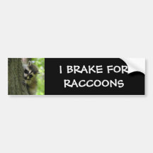 Raccoon Baby Bumper Sticker