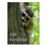 Raccoon Baby Gift Certificate Postcard
