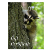 Raccoon Baby Gift Certificate Postcard