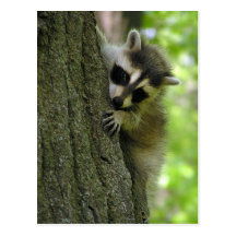 Raccoon Baby Postcard