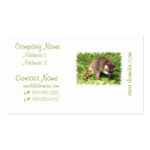 Raccoon Bathing Business Cards