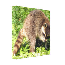 Raccoon Bathing Canvas print