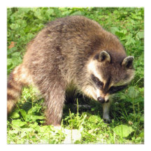 Raccoon Bathing Invitations