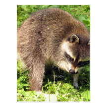 Raccoon Bathing Postcard
