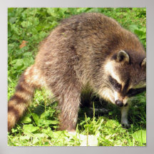Raccoon Bathing Poster