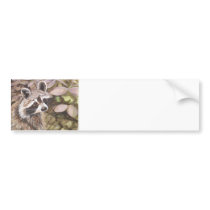Raccoon Bumper Sticker