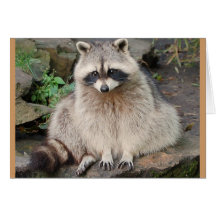 Raccoon Card
