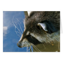 Raccoon Greeting Card