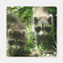 Raccoon Habitat Square Magnet