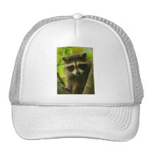 raccoon hats