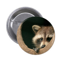 Raccoon hide-and-seek buttons