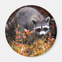 RACCOON IN AUTUMN FRIDGE MAGNETS