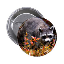 RACCOON IN AUTUMN GRASS PINS