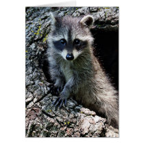 Raccoon in the Den Greeting Cards