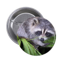 Raccoon In The Plants Buttons