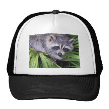 Raccoon In The Plants Hat