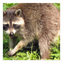Raccoon Invitation