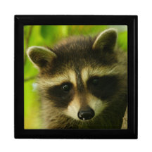 raccoon keepsake boxes