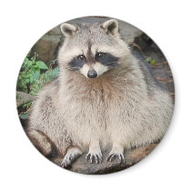 Raccoon Magnet