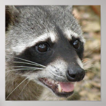 Raccoon Photo Print
