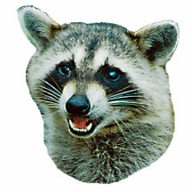 Raccoon Photo Sculpture