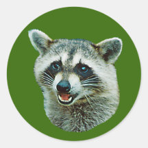 Raccoon Picture Sticker