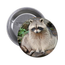 Raccoon Pins