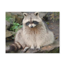Raccoon Postcard