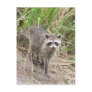Raccoon Post Card