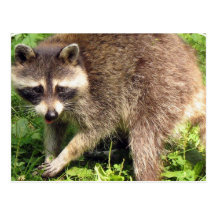 Raccoon Postcard